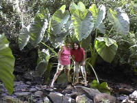 Elves under leaves