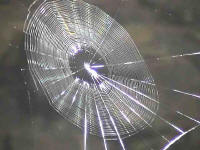 The real "Web"