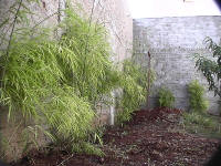 back wall